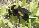 Southern Plains Bumble Bee - photo 4