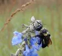 Southern Plains Bumble Bee - photo 5