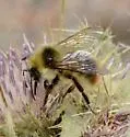 Frigid Bumble Bee - photo 2