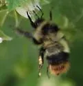 Frigid Bumble Bee - photo 3