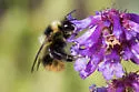 Frigid Bumble Bee - photo 4