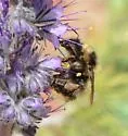 Frigid Bumble Bee - photo 5