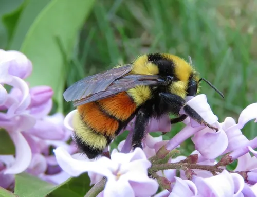 Hunt's Bumble Bee - photo 2