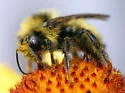 Indiscriminate Cuckoo Bumble Bee - Bombus insularis
