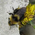 Indiscriminate Cuckoo Bumble Bee - photo 2