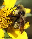 Indiscriminate Cuckoo Bumble Bee - photo 3