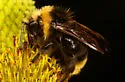 Indiscriminate Cuckoo Bumble Bee - photo 4