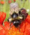 Indiscriminate Cuckoo Bumble Bee - photo 5