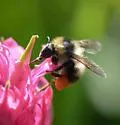 Golden-belted Bumble Bee - Bombus kirbiellus