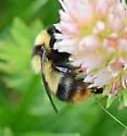 Golden-belted Bumble Bee - photo 2