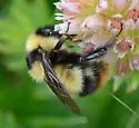 Golden-belted Bumble Bee - photo 3