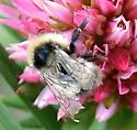 Golden-belted Bumble Bee - photo 4