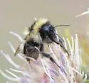 Golden-belted Bumble Bee - photo 5