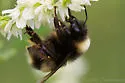 McKay's Bumble Bee - Bombus mckayi