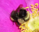 McKay's Bumble Bee - photo 2