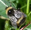 McKay's Bumble Bee - photo 3
