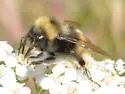 McKay's Bumble Bee - photo 4