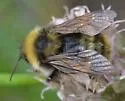 McKay's Bumble Bee - photo 5