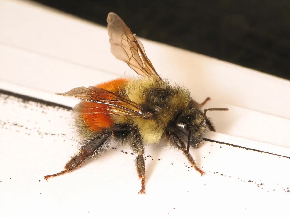 Black-tailed Bumble Bee - photo 3