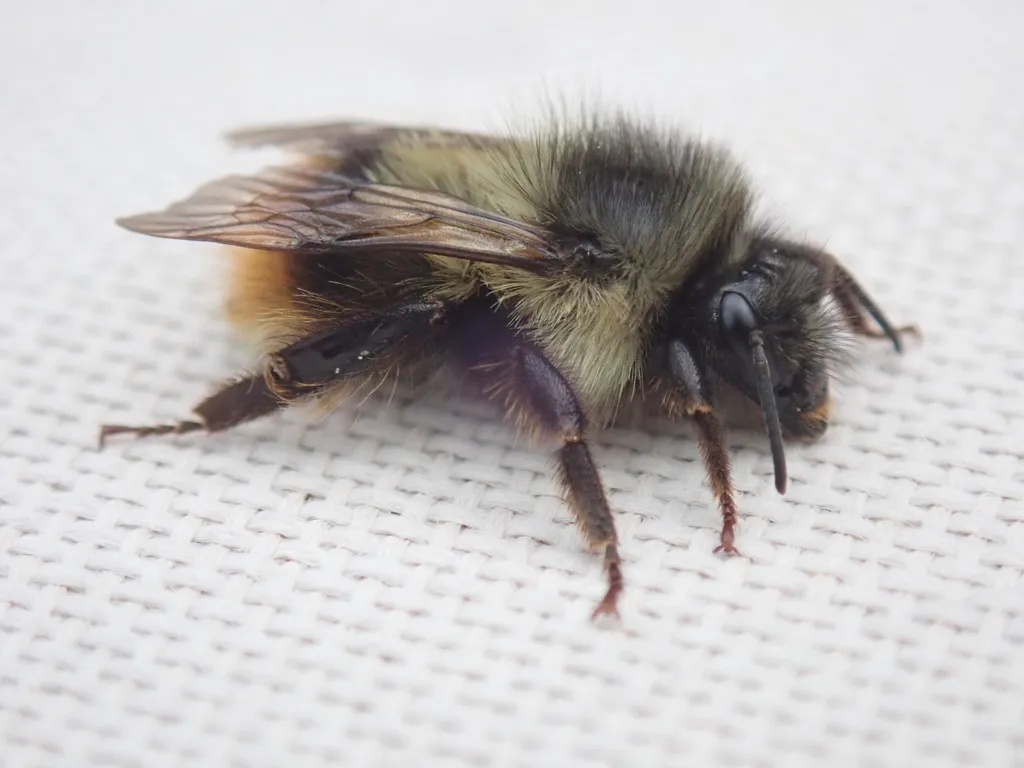 Fuzzy-horned Bumble Bee - photo 2