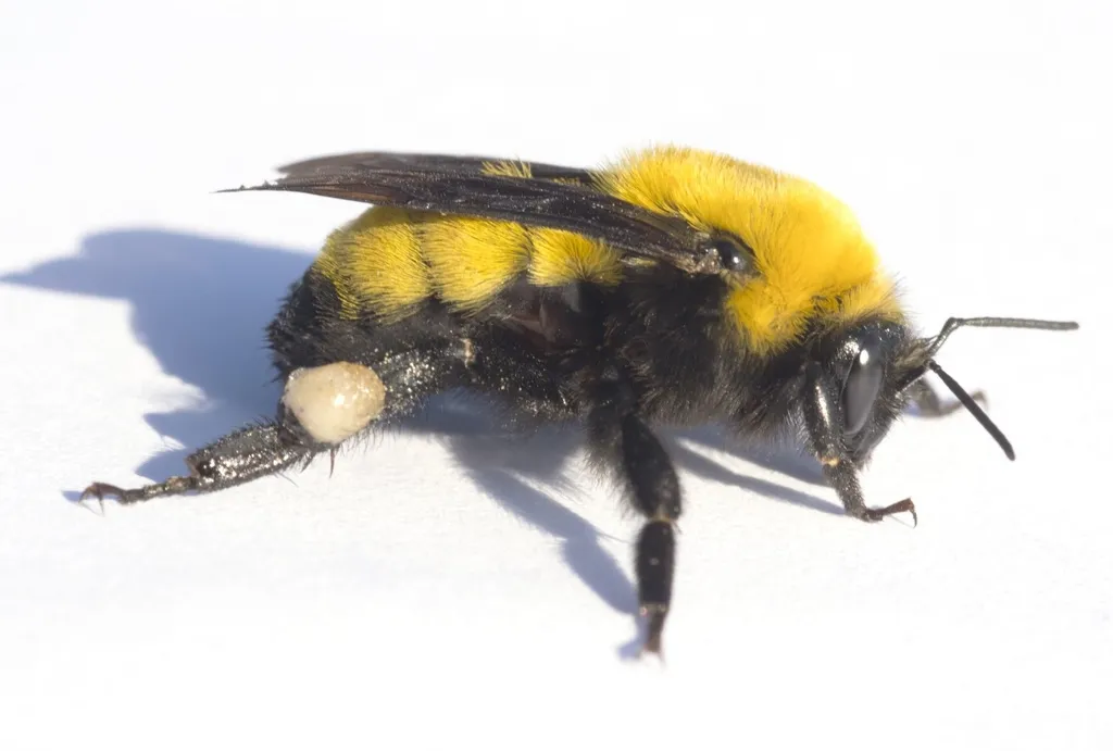 Morrison's Bumble Bee - photo 2