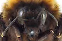 High Nearctic Bumble Bee