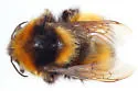 High Nearctic Bumble Bee - photo 2