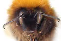 High Nearctic Bumble Bee - photo 3