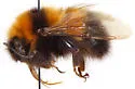 High Nearctic Bumble Bee - photo 4