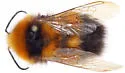 High Nearctic Bumble Bee - photo 5