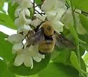 Nevada Bumble Bee - Bombus nevadensis