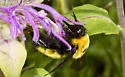 Nevada Bumble Bee - photo 2