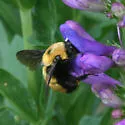 Nevada Bumble Bee - photo 3