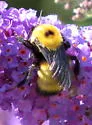 Nevada Bumble Bee - photo 4