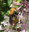 Nevada Bumble Bee - photo 5
