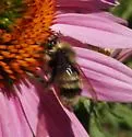 Western Bumble Bee - Bombus occidentalis