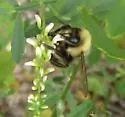Western Bumble Bee - photo 2