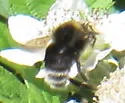 Western Bumble Bee - photo 3