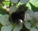 Western Bumble Bee - photo 4