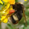 Western Bumble Bee - photo 5