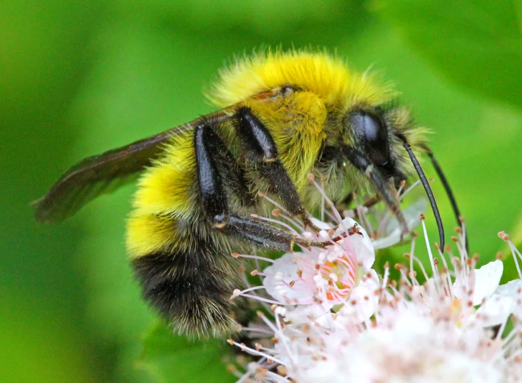 Perplexing Bumble Bee - photo 2