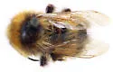 Polar Bumble Bee - Bombus polaris