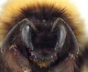 Polar Bumble Bee - photo 2