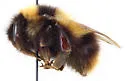 Polar Bumble Bee - photo 3