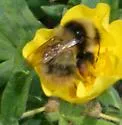 Polar Bumble Bee - photo 4