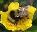 Polar Bumble Bee - photo 5