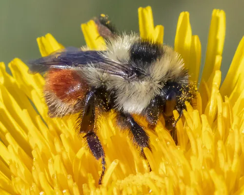 Red-belted Bumble Bee - photo 2