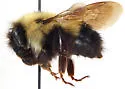 Sanderson's Bumble Bee