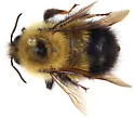 Sanderson's Bumble Bee - photo 2