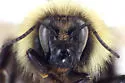 Sanderson's Bumble Bee - photo 3